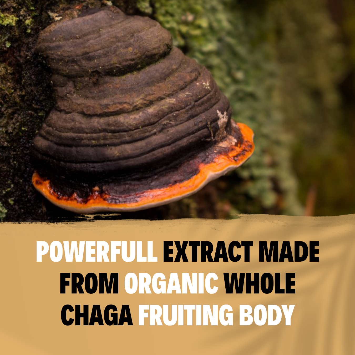 Chaga Capsules